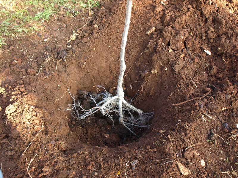 Root Intrusion Removal